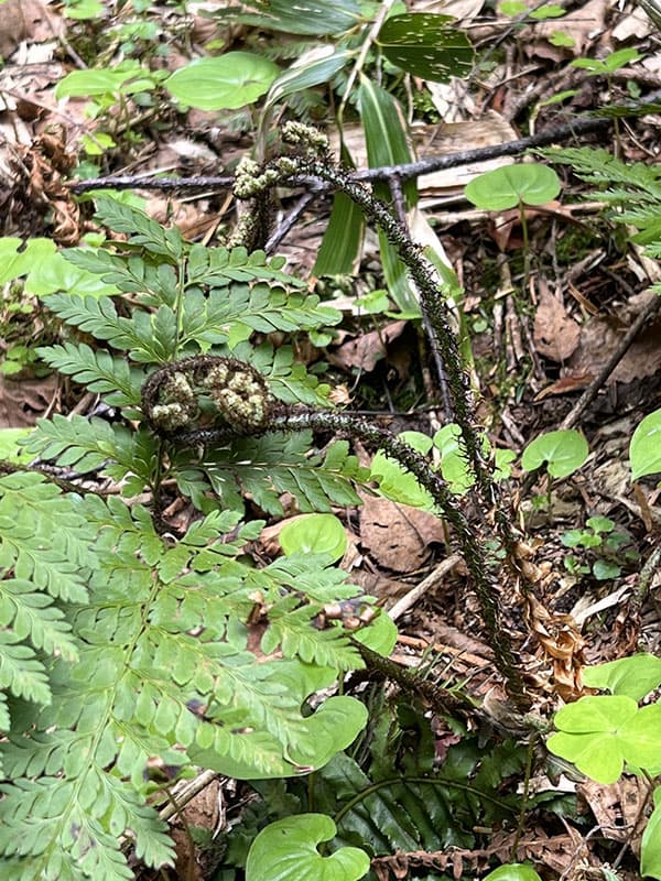 シダ：ジュウモンジシダ（十文字羊歯）3.5号ポット