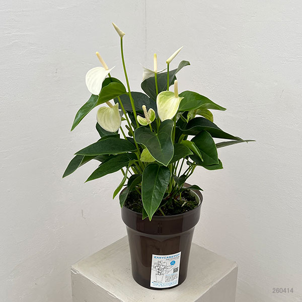 アンスリウム：エクリプス　6号イージーケアポット植え