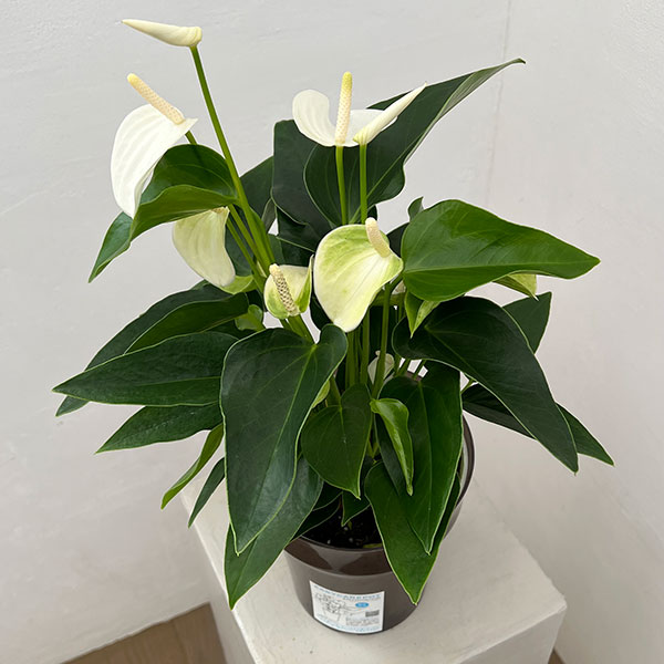 アンスリウム：エクリプス　6号イージーケアポット植え