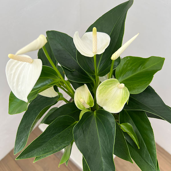 アンスリウム：エクリプス　6号イージーケアポット植え