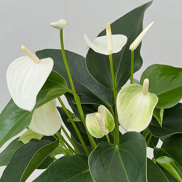 アンスリウム：エクリプス　6号イージーケアポット植え