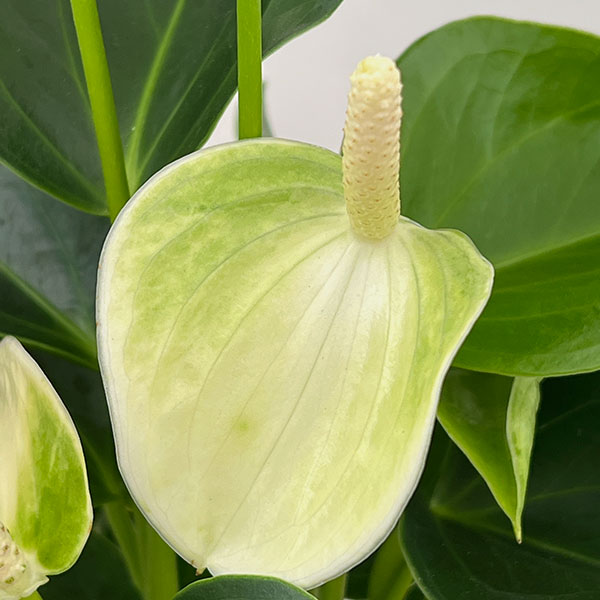 アンスリウム：エクリプス　6号イージーケアポット植え