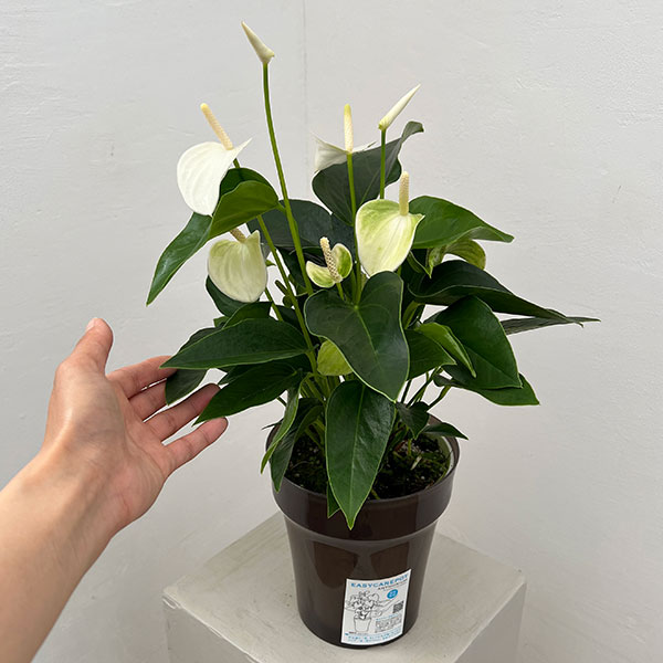 アンスリウム：エクリプス　6号イージーケアポット植え