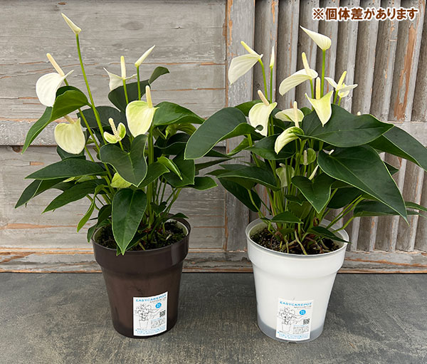 アンスリウム：エクリプス　6号イージーケアポット植え