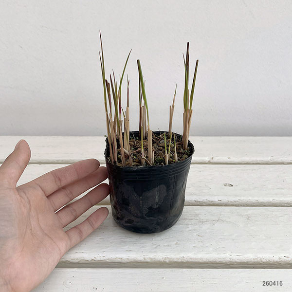 ベニチガヤ（紅チガヤ・レッドバロン）3株植え3号ポット