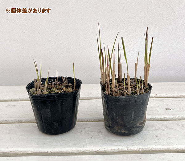 ベニチガヤ（紅チガヤ・レッドバロン）3株植え3号ポット