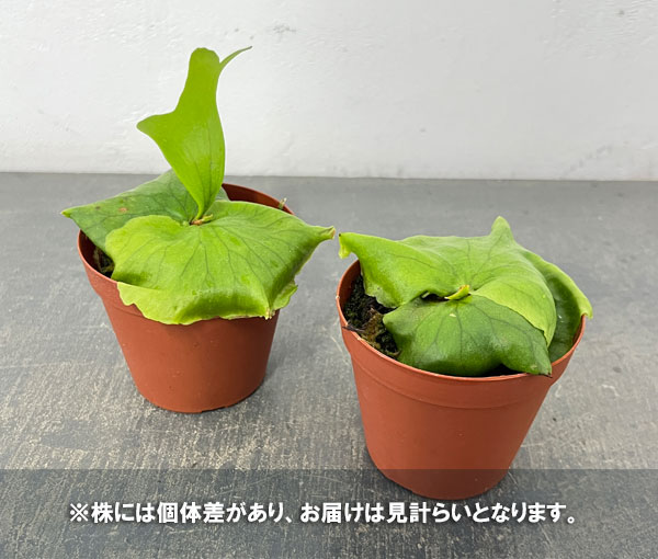 ビカクシダ（コウモリラン）：ヒリー　3号ポット