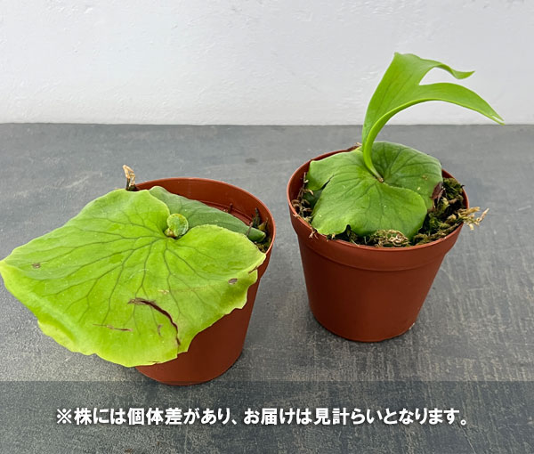 ビカクシダ（コウモリラン）：マウントキッチャクード　3号ポット