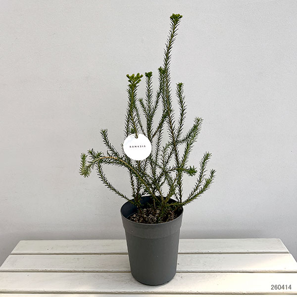 バンクシア：ヒースバンクシア 6号鉢植え
