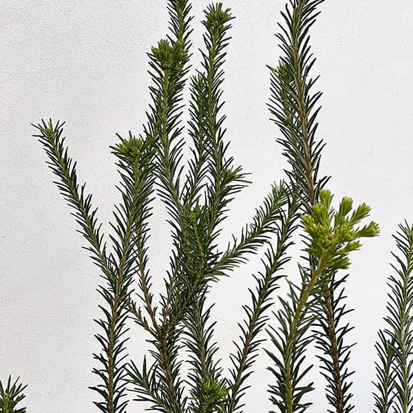 バンクシア：ヒースバンクシア 6号鉢植え