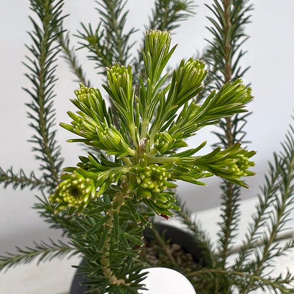 バンクシア：ヒースバンクシア 6号鉢植え