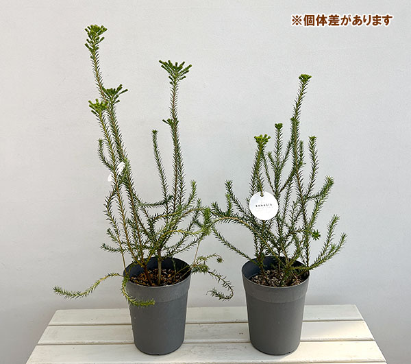 バンクシア：ヒースバンクシア 6号鉢植え
