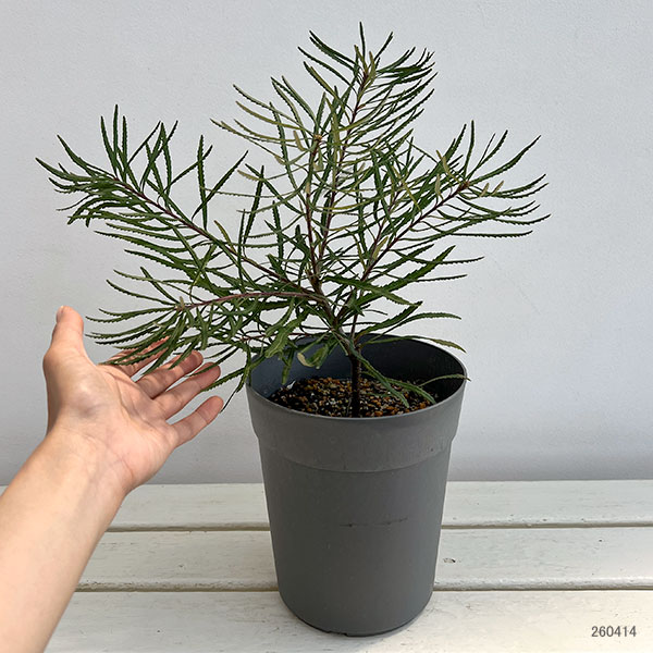 バンクシア：ヘアピンバンクシア5-6号鉢植え