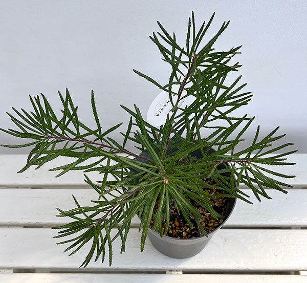 バンクシア：ヘアピンバンクシア5-6号鉢植え