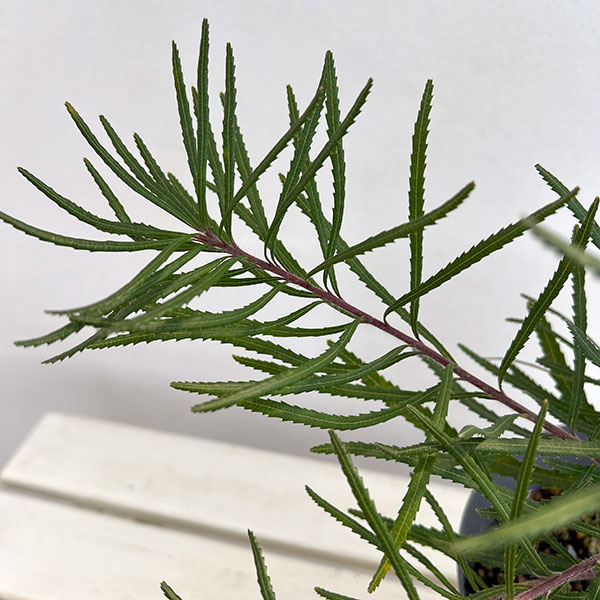 バンクシア：ヘアピンバンクシア5-6号鉢植え