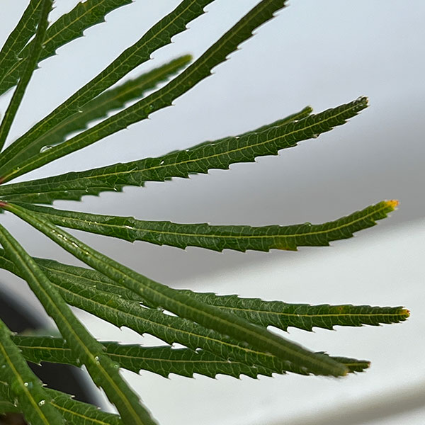 バンクシア：ヘアピンバンクシア5-6号鉢植え