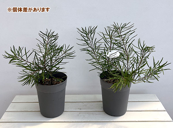 バンクシア：ヘアピンバンクシア5-6号鉢植え