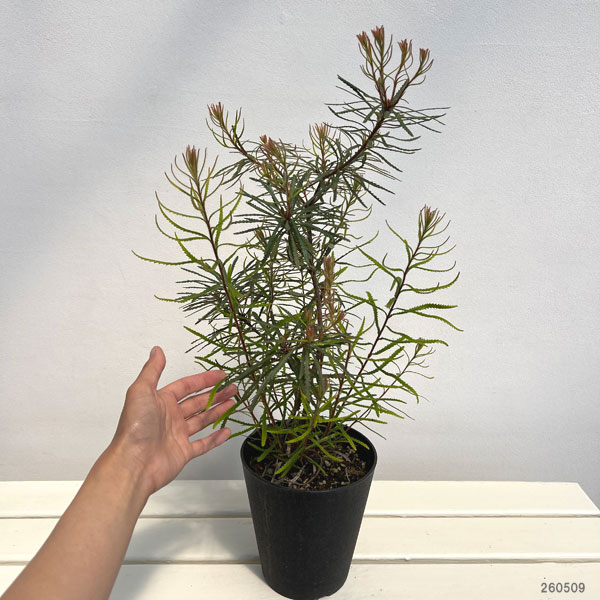 バンクシア:ヘアピンバンクシア5-6号鉢植え