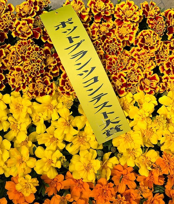 01【ポットプランツコンテスト大賞】カナイヅカ園芸さんのマリーゴールド:デュランゴ3.5号(花色おまかせ)