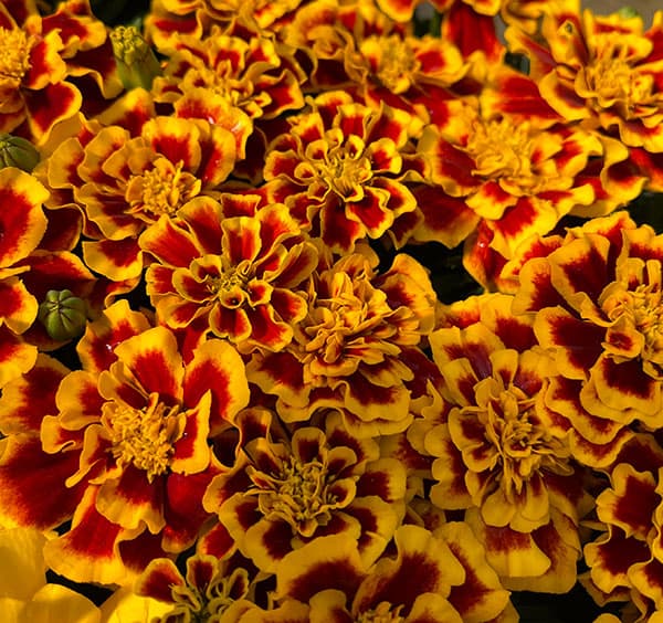 01【ポットプランツコンテスト大賞】カナイヅカ園芸さんのマリーゴールド:デュランゴ3.5号(花色おまかせ)