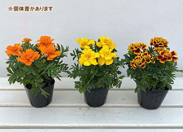 01【ポットプランツコンテスト大賞】カナイヅカ園芸さんのマリーゴールド:デュランゴ3.5号(花色おまかせ)
