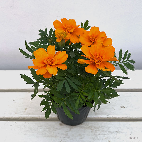 01【ポットプランツコンテスト大賞】カナイヅカ園芸さんのマリーゴールド:デュランゴ3.5号(花色おまかせ)