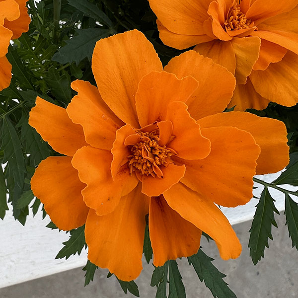 01【ポットプランツコンテスト大賞】カナイヅカ園芸さんのマリーゴールド:デュランゴ3.5号(花色おまかせ)