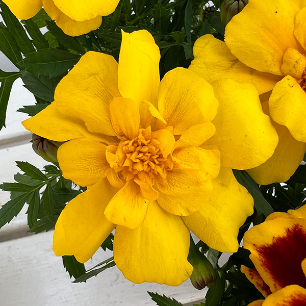 01【ポットプランツコンテスト大賞】カナイヅカ園芸さんのマリーゴールド:デュランゴ3.5号(花色おまかせ)