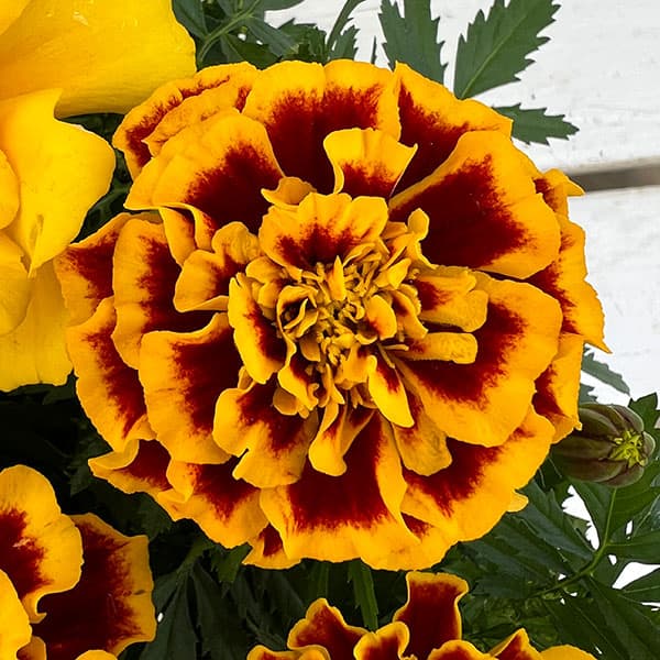 01【ポットプランツコンテスト大賞】カナイヅカ園芸さんのマリーゴールド:デュランゴ3.5号(花色おまかせ)
