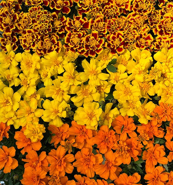01【ポットプランツコンテスト大賞】カナイヅカ園芸さんのマリーゴールド:デュランゴ3.5号(花色おまかせ)