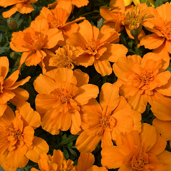 01【ポットプランツコンテスト大賞】カナイヅカ園芸さんのマリーゴールド:デュランゴ3.5号(花色おまかせ)