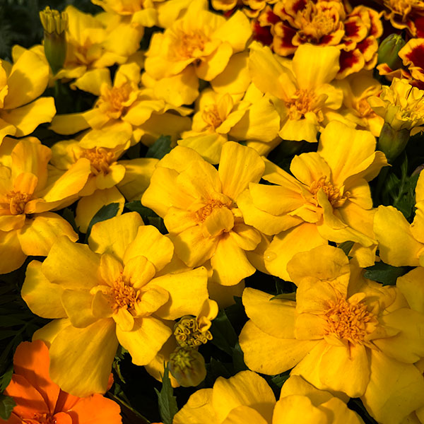 01【ポットプランツコンテスト大賞】カナイヅカ園芸さんのマリーゴールド:デュランゴ3.5号(花色おまかせ)