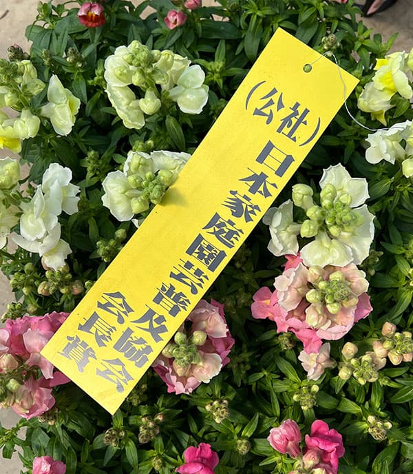 02【(公社)日本家庭園芸普及協会会長賞】石川花園さんの金魚草:ポップアップ3.5号(花色おまかせ)