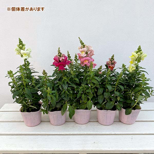 02【(公社)日本家庭園芸普及協会会長賞】石川花園さんの金魚草:ポップアップ3.5号(花色おまかせ)