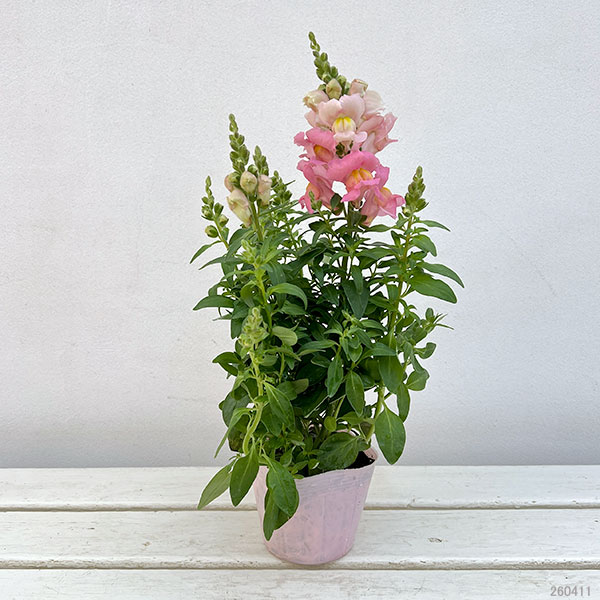 02【(公社)日本家庭園芸普及協会会長賞】石川花園さんの金魚草:ポップアップ3.5号(花色おまかせ)