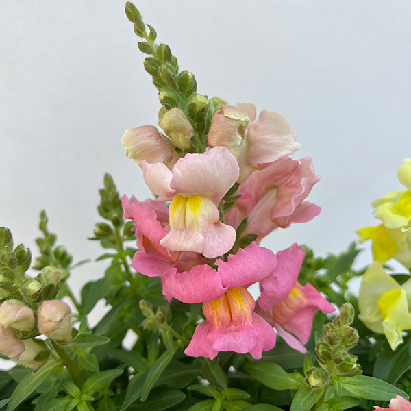 02【(公社)日本家庭園芸普及協会会長賞】石川花園さんの金魚草:ポップアップ3.5号(花色おまかせ)