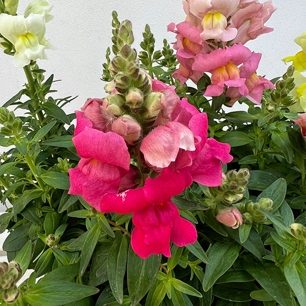 02【(公社)日本家庭園芸普及協会会長賞】石川花園さんの金魚草:ポップアップ3.5号(花色おまかせ)