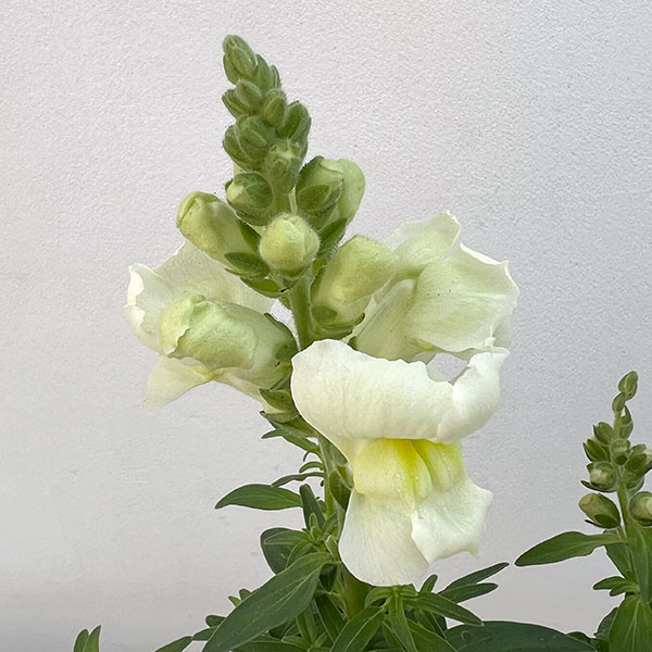 02【(公社)日本家庭園芸普及協会会長賞】石川花園さんの金魚草:ポップアップ3.5号(花色おまかせ)