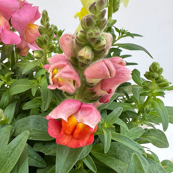 02【(公社)日本家庭園芸普及協会会長賞】石川花園さんの金魚草:ポップアップ3.5号(花色おまかせ)