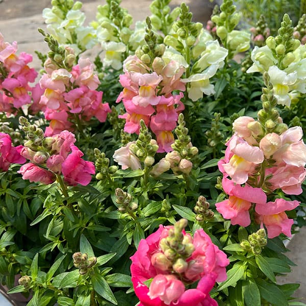 02【(公社)日本家庭園芸普及協会会長賞】石川花園さんの金魚草:ポップアップ3.5号(花色おまかせ)