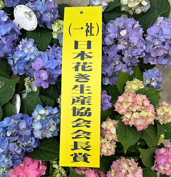 03【（一社）日本花き生産協会会長賞】吉岡麗子さんのハイドランジア：こじさい　ちっちゃ3号（花色おまかせ）