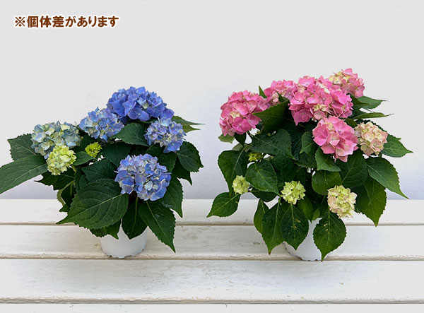 03【（一社）日本花き生産協会会長賞】吉岡麗子さんのハイドランジア：こじさい　ちっちゃ3号（花色おまかせ）