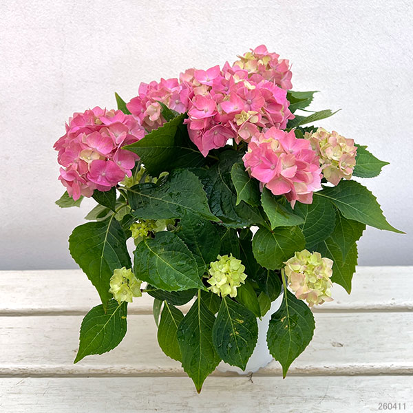 03【（一社）日本花き生産協会会長賞】吉岡麗子さんのハイドランジア：こじさい　ちっちゃ3号（花色おまかせ）