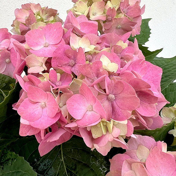 03【（一社）日本花き生産協会会長賞】吉岡麗子さんのハイドランジア：こじさい　ちっちゃ3号（花色おまかせ）