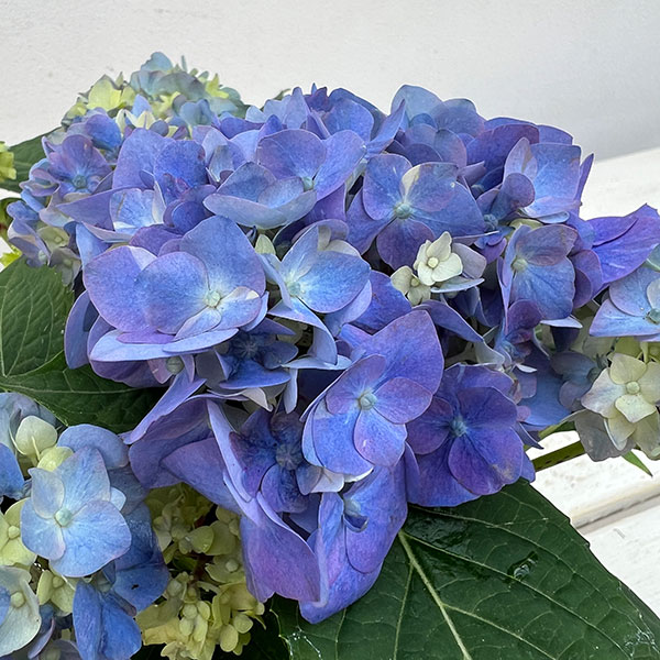 03【（一社）日本花き生産協会会長賞】吉岡麗子さんのハイドランジア：こじさい　ちっちゃ3号（花色おまかせ）