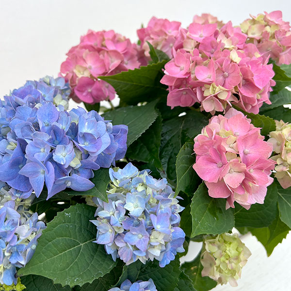 03【（一社）日本花き生産協会会長賞】吉岡麗子さんのハイドランジア：こじさい　ちっちゃ3号（花色おまかせ）