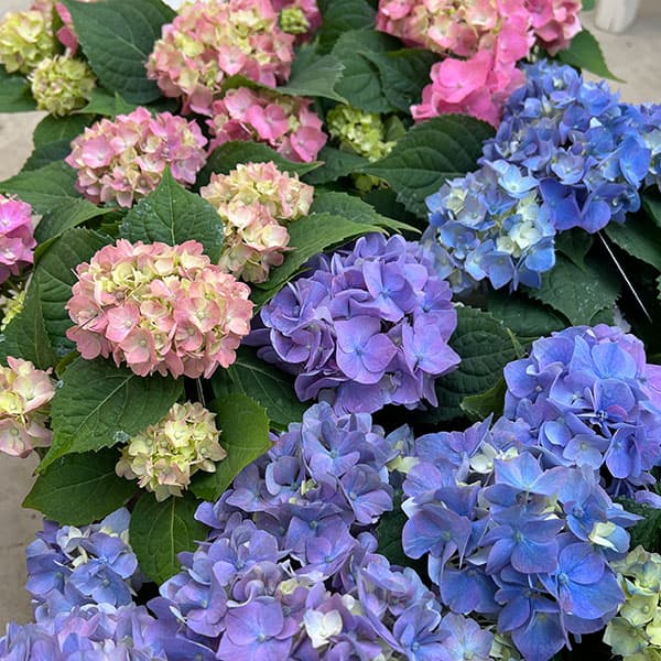 03【（一社）日本花き生産協会会長賞】吉岡麗子さんのハイドランジア：こじさい　ちっちゃ3号（花色おまかせ）