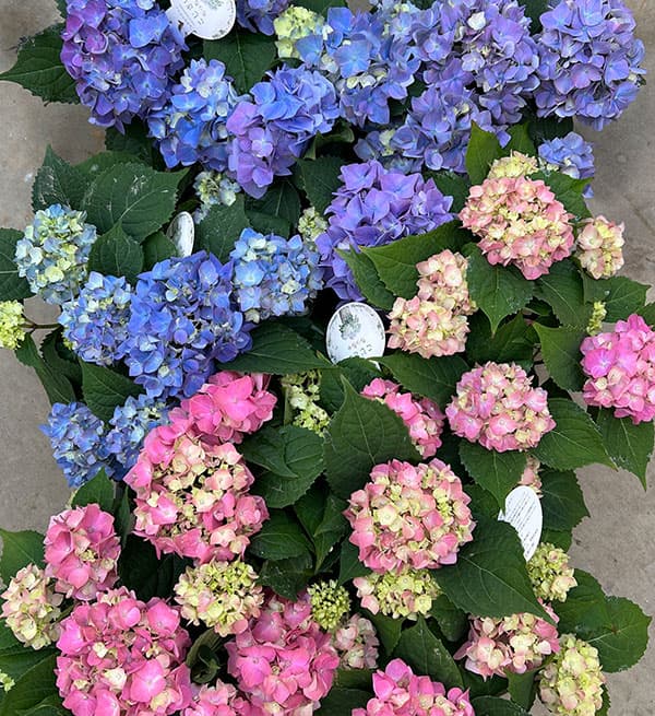 03【（一社）日本花き生産協会会長賞】吉岡麗子さんのハイドランジア：こじさい　ちっちゃ3号（花色おまかせ）