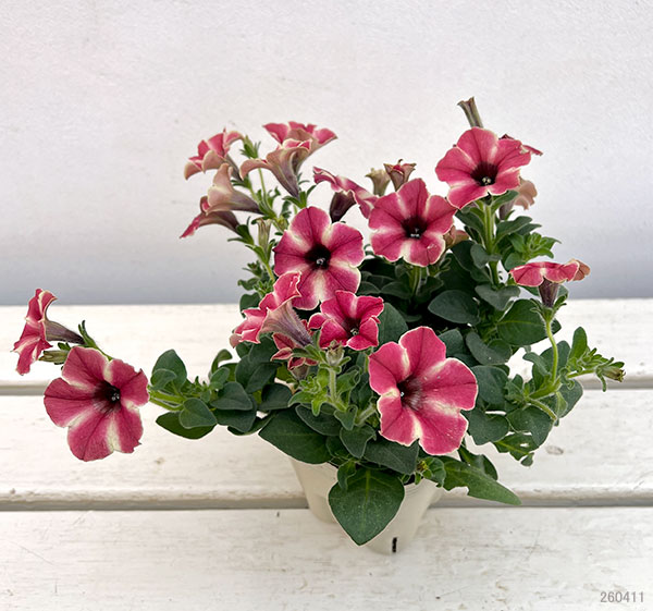 04【（一社）日本ハンギングバスケット協会理事長賞】 Hanayoshiさんのペチュニア：モンローウォークピーチベール3.5号