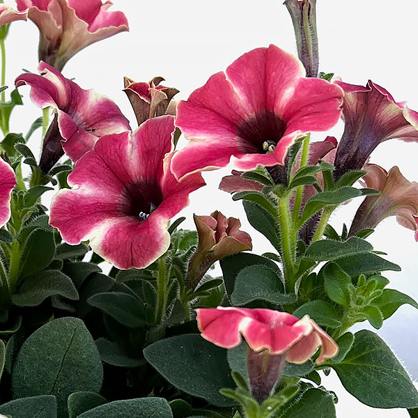 04【（一社）日本ハンギングバスケット協会理事長賞】 Hanayoshiさんのペチュニア：モンローウォークピーチベール3.5号